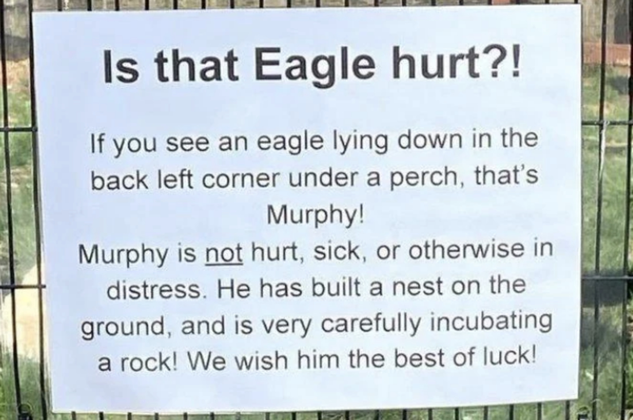 Sign explaining that an eagle named Murphy is not hurt, sick, or in distress, but is carefully incubating a rock