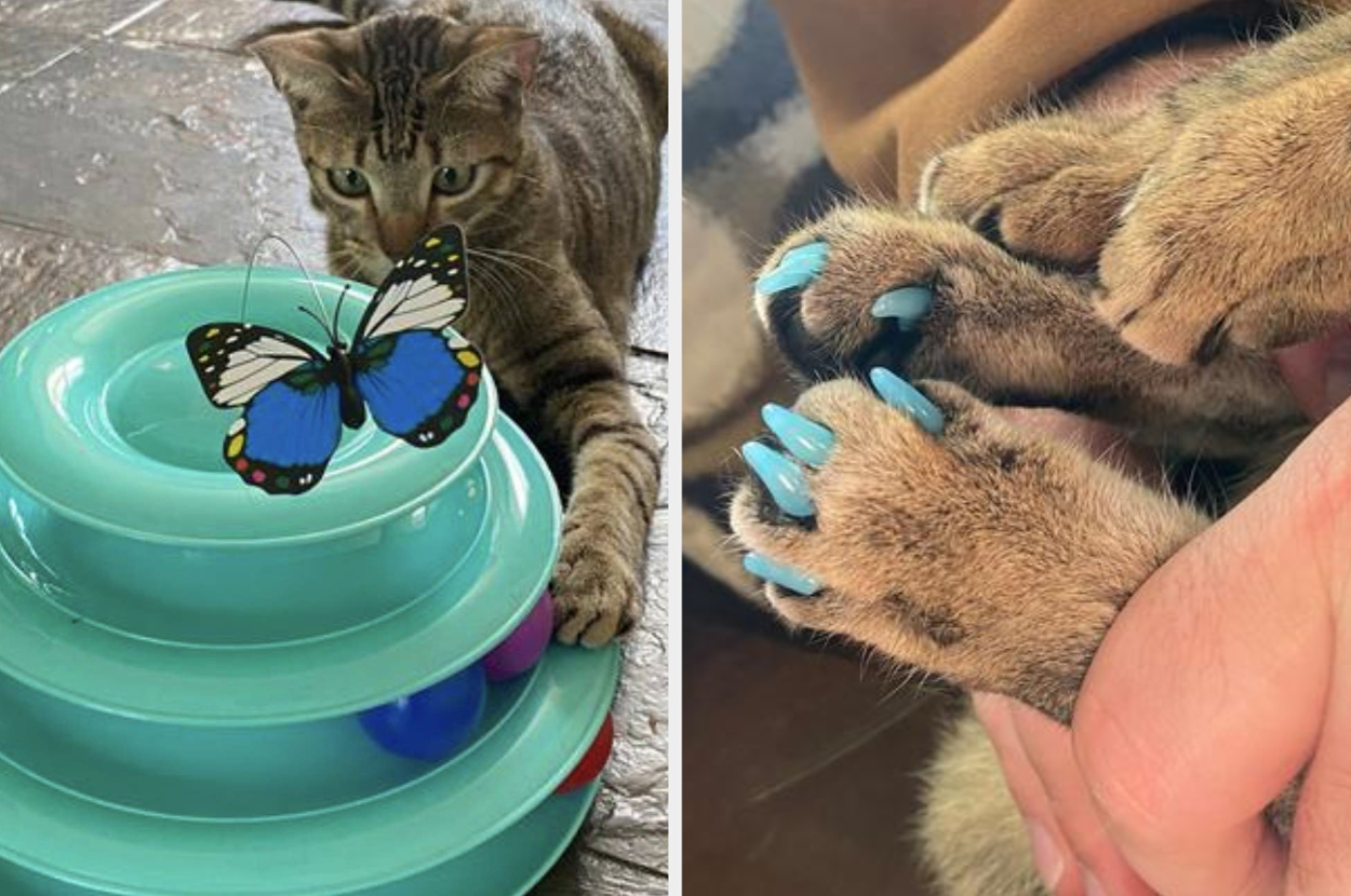 A cat plays with a multi-tiered toy topped with a butterfly. Another image shows the same cat's paws with blue nail covers