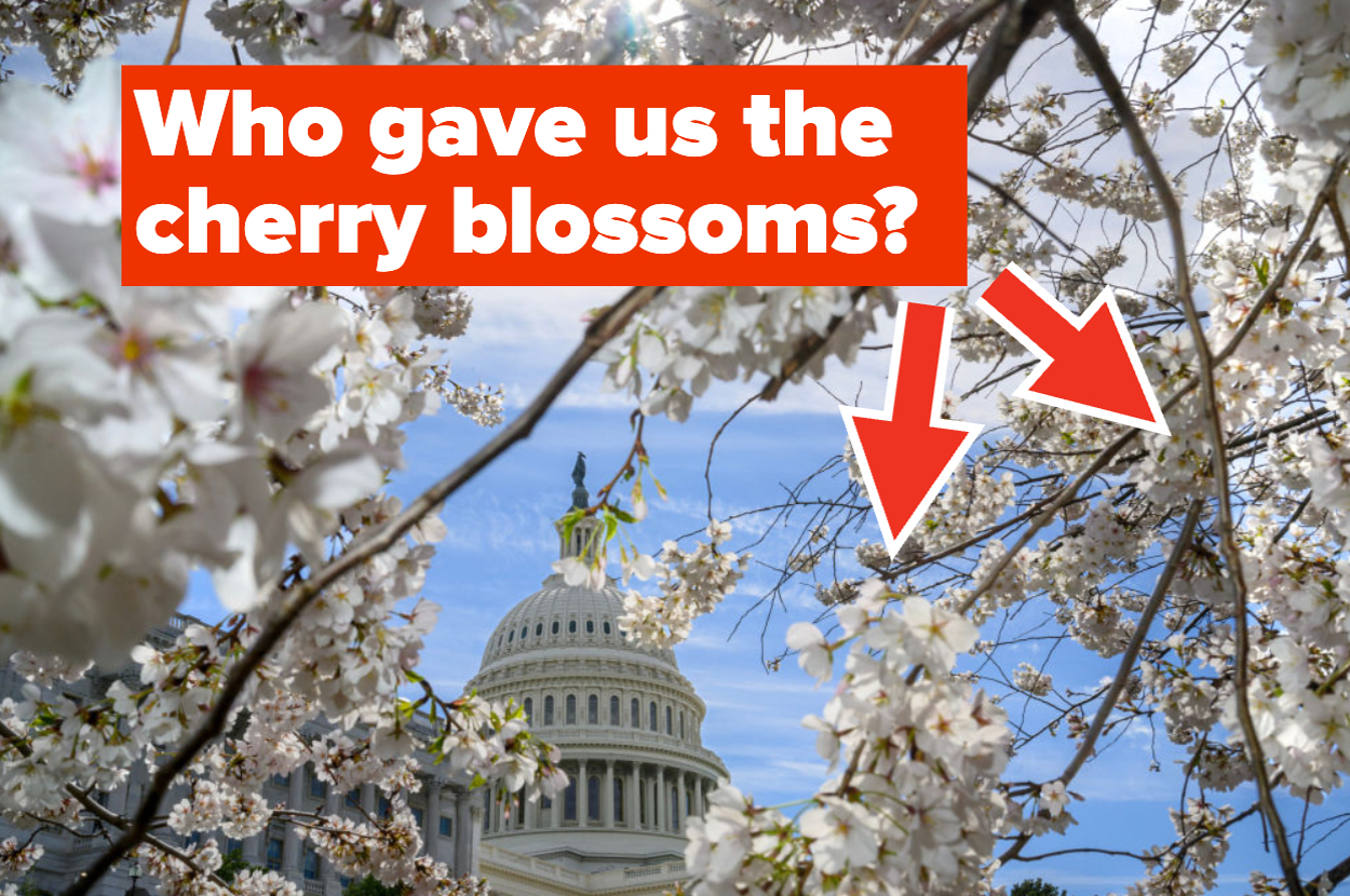 Capitol building surrounded by cherry blossoms with text overlay: "Who gave us the cherry blossoms?"