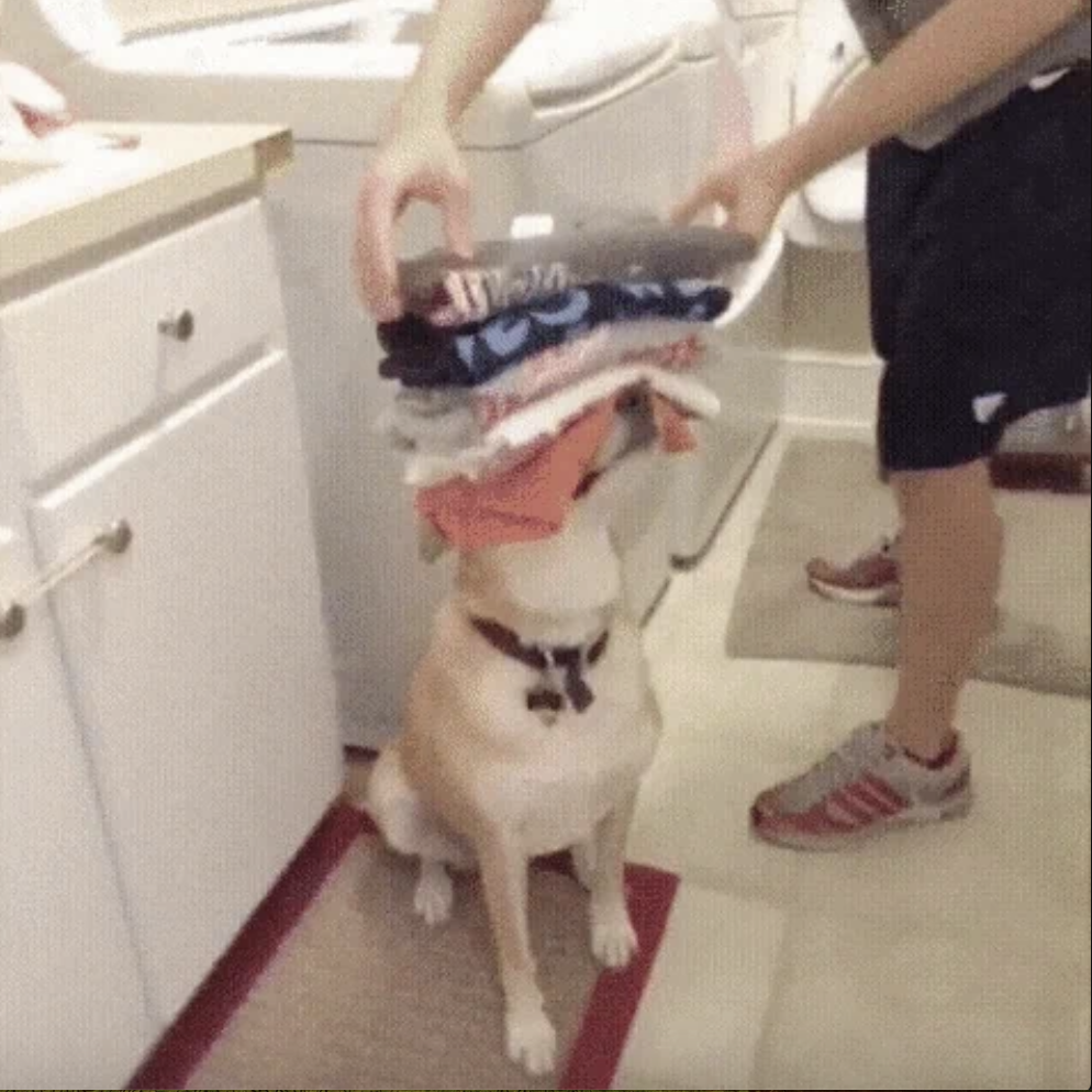 A person playfully places a stack of folded laundry on a dog's head in a laundry room
