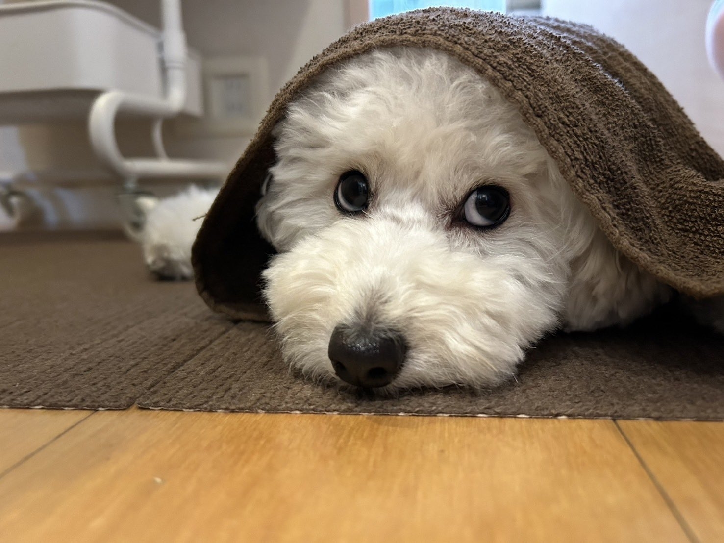 茶色いタオルにくるまった白い小型犬が床に寝そべっている。