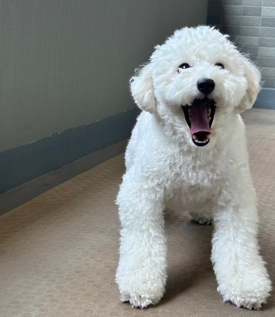 白い犬が、口を大きく開けて笑っているように見える。