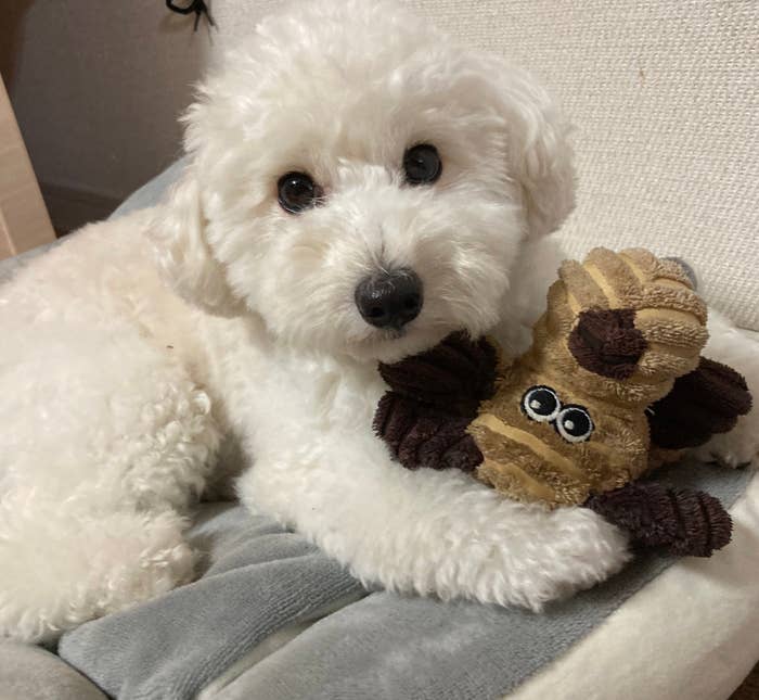 白いプードルの犬がぬいぐるみを抱えている写真。