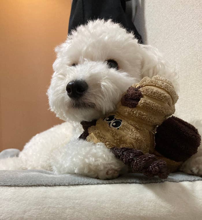白いプードルが、茶色いぬいぐるみを抱えながらソファに座っている。