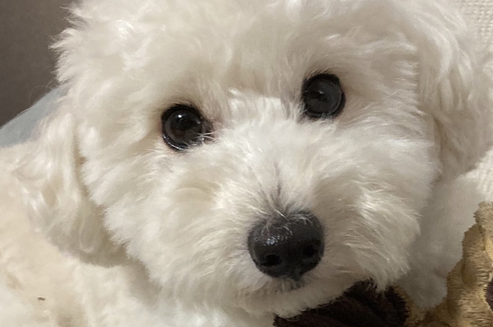 白いプードルの犬がぬいぐるみを抱えている写真。