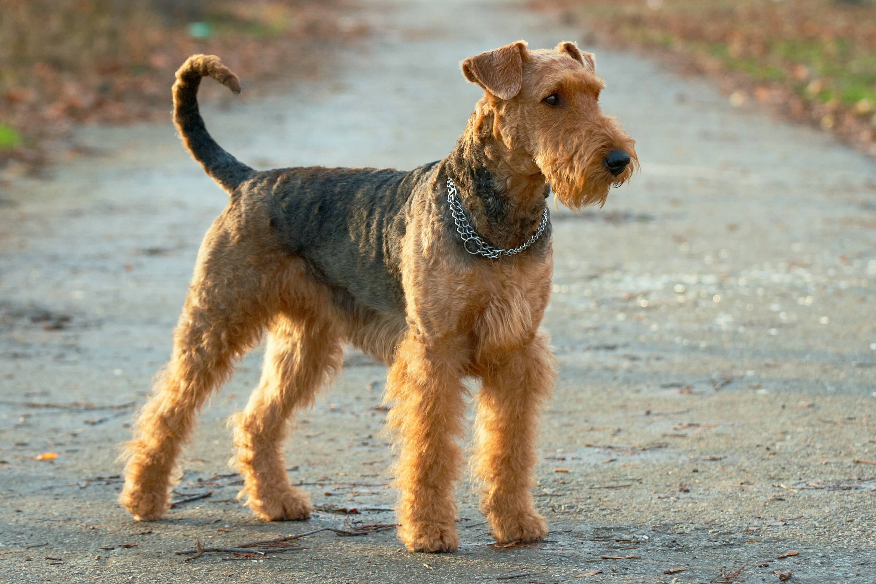 An Airedale Terrier stands alert on an outdoor path, facing left. The dog wears a chain collar and has a distinctive wiry coat. No people are in the image