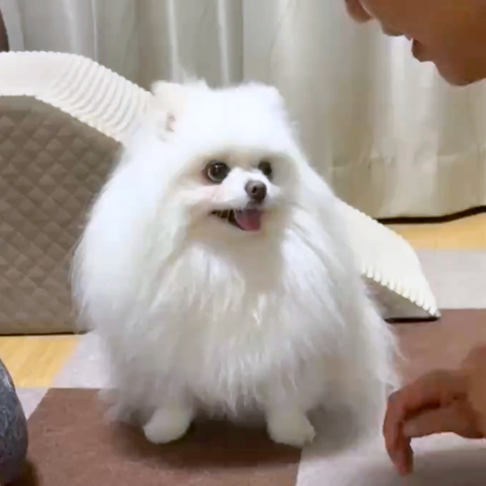 飼い主さんを見つめるポメラニアンのメルちゃん