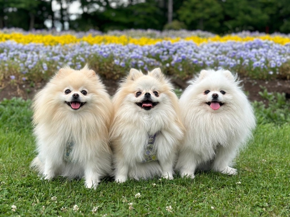花畑を背景に記念写真を撮影!左からポメラニアンのマリンちゃん、クララちゃん、メルちゃん