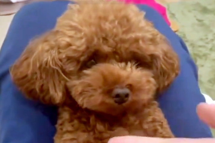 飼い主さんから“お手”と言われるロンちゃん