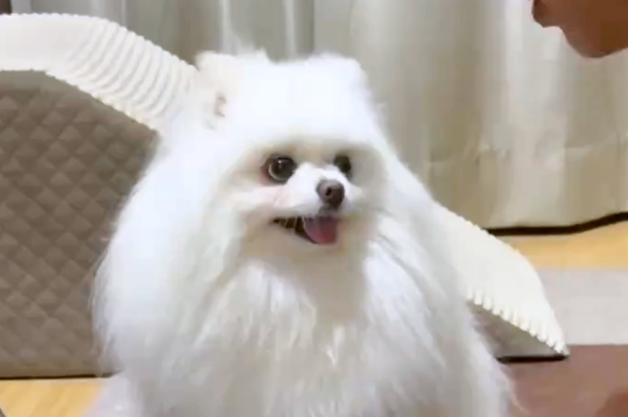 飼い主さんを見上げるメルちゃん