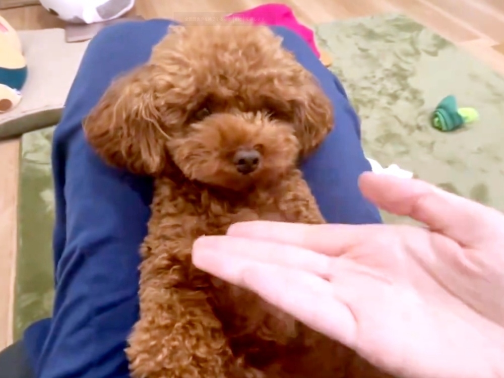 飼い主さんから“お手”と声をかけられたトイプードルのロンちゃん