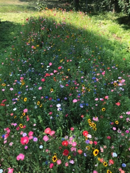 Field of wildflowers with various types of blooms in a natural setting
