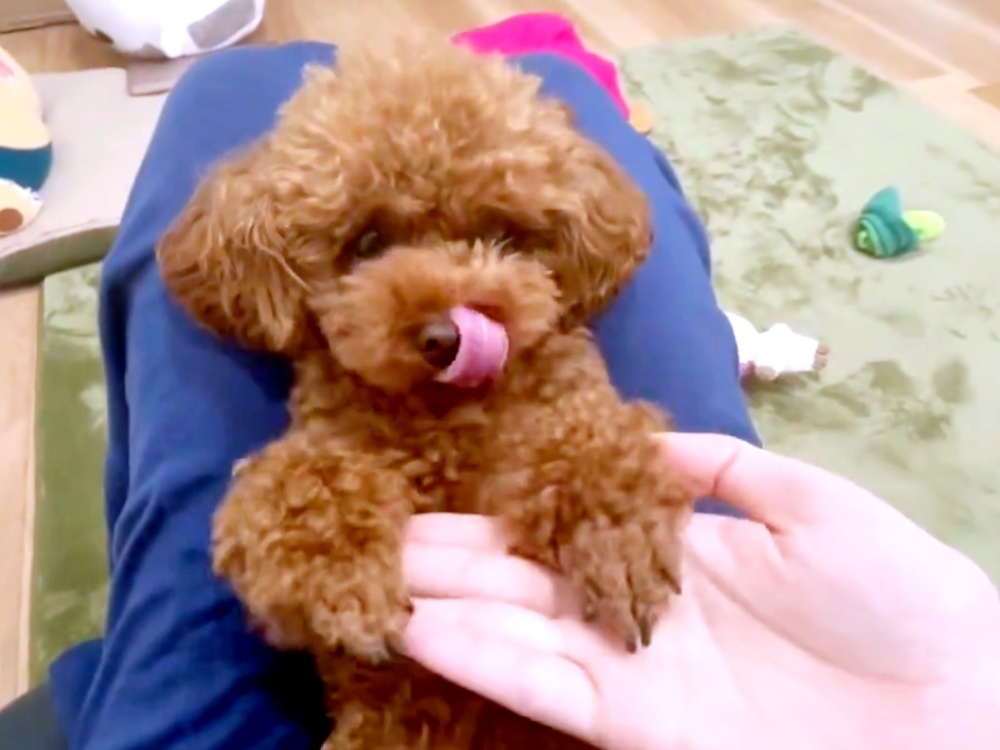 舌をペロッと出すトイプードルのロンちゃん