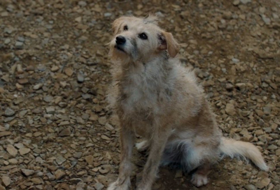 Perro de apariencia descuidada y color claro, sentado en un terreno pedregoso, mirando hacia arriba con expresión atenta