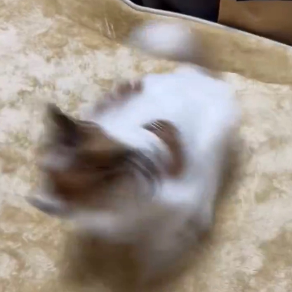 左のほうへ回るパピヨンのペコちゃん