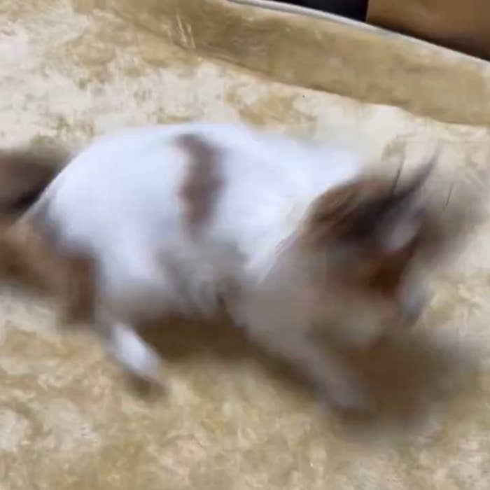 後ろ足を踏ん張るパピヨンのペコちゃん