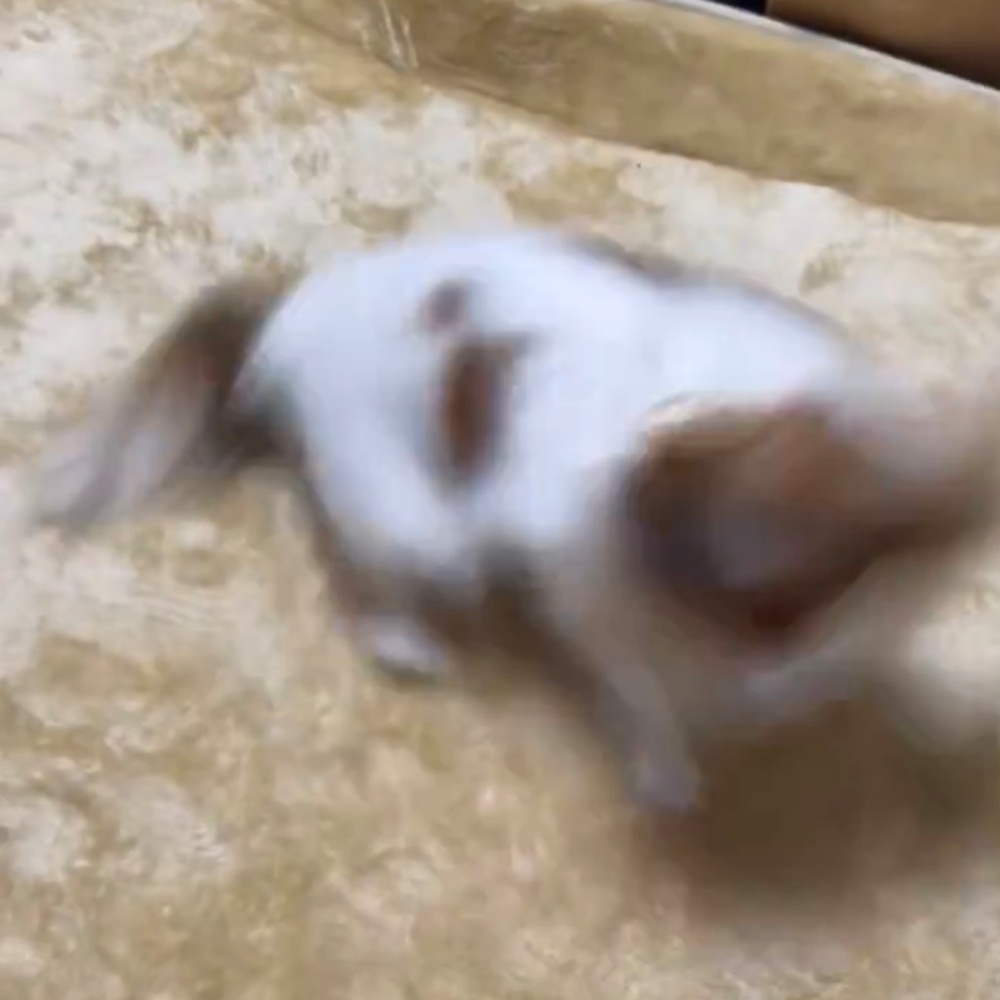 一回転するパピヨンのペコちゃん