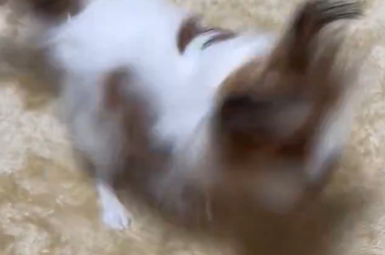 高速で回り続けるペコちゃん