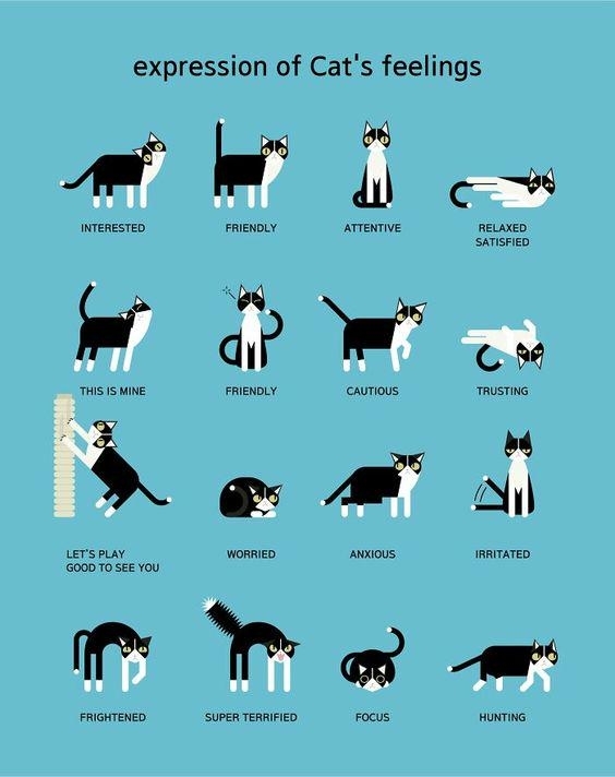 Illustration titled "expression of Cat's feelings" showing various emotions and behaviors of cats like interested, friendly, attentive, relaxed, etc