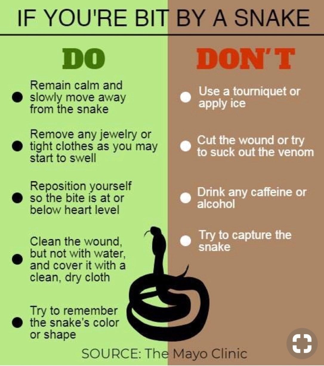 Infographic titled "If You're Bit by a Snake": Do's include staying calm, removing jewelry, repositioning the bite, cleaning the wound. Don'ts include using a tourniquet, cutting the wound, and drinking alcohol