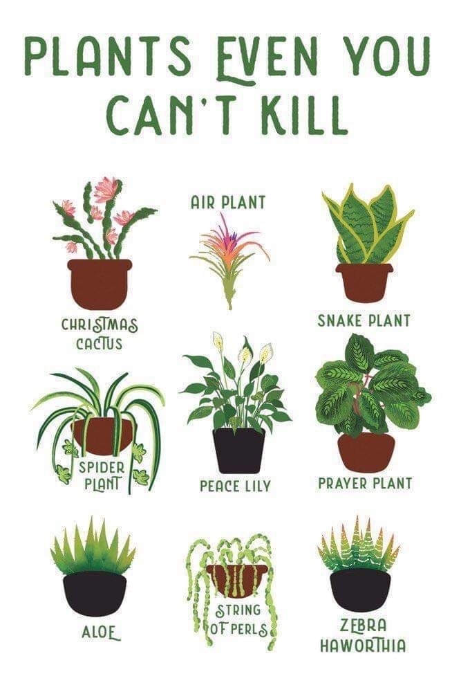 Chart of nine easy-to-care-for plants: Christmas Cactus, Spider Plant, Aloe, Air Plant, Peace Lily, String of Pearls, Snake Plant, Prayer Plant, Zebra Haworthia