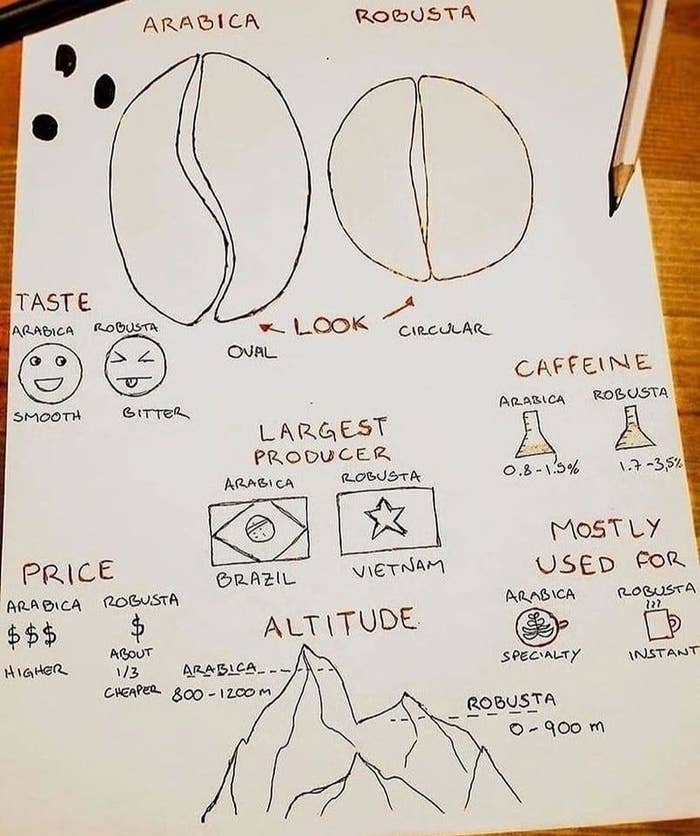 A hand-drawn infographic comparing Arabica and Robusta coffee beans, detailing taste, caffeine content, altitude, price, and usage purposes