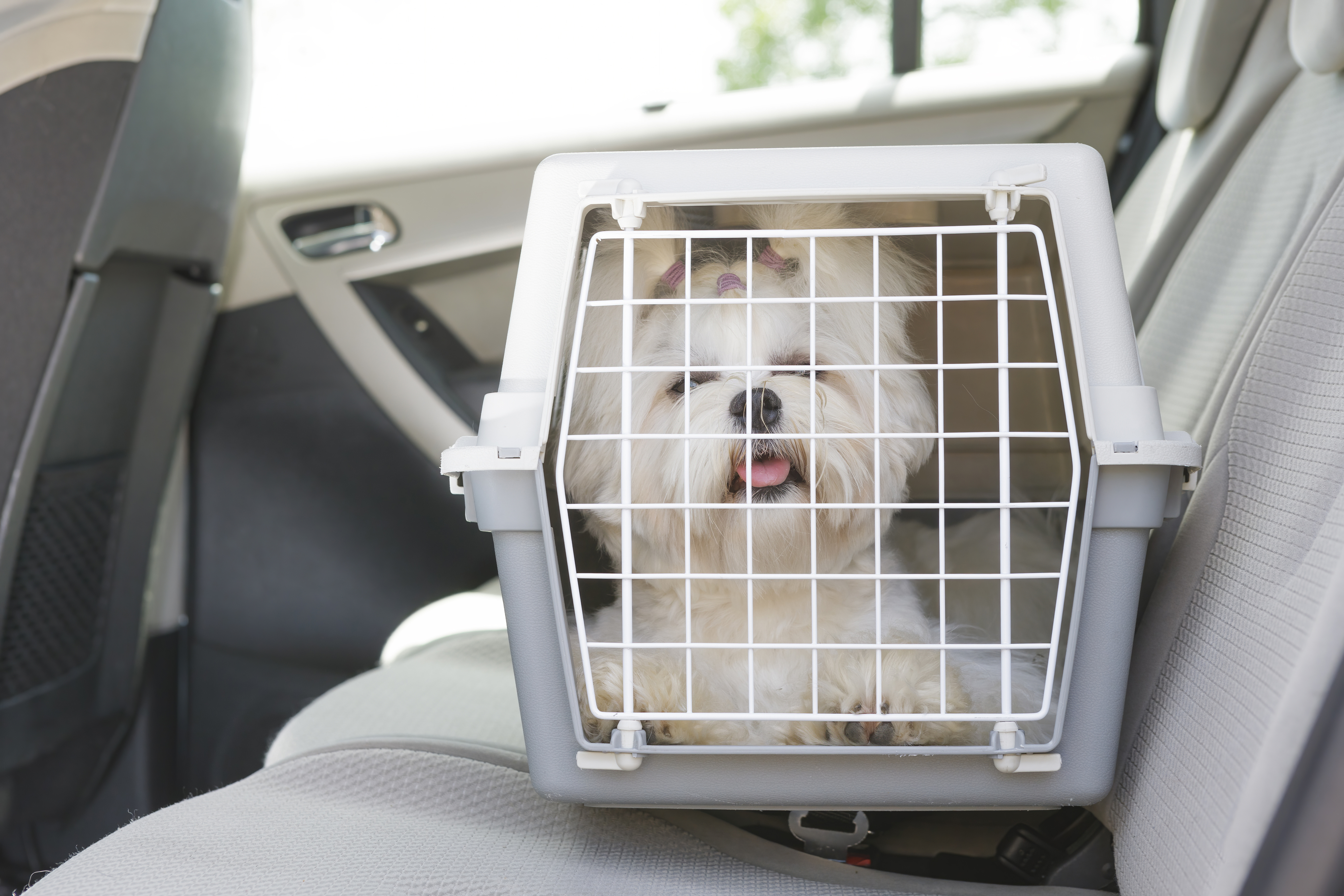 A small dog in a pet carrier sits on a car seat. The dog looks out through the carrier's mesh door with its tongue out