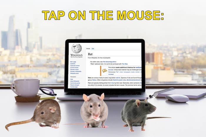 Three rats standing on a desk in front of a computer with a Wikipedia page on "Rat." Text above reads, "TAP ON THE MOUSE"