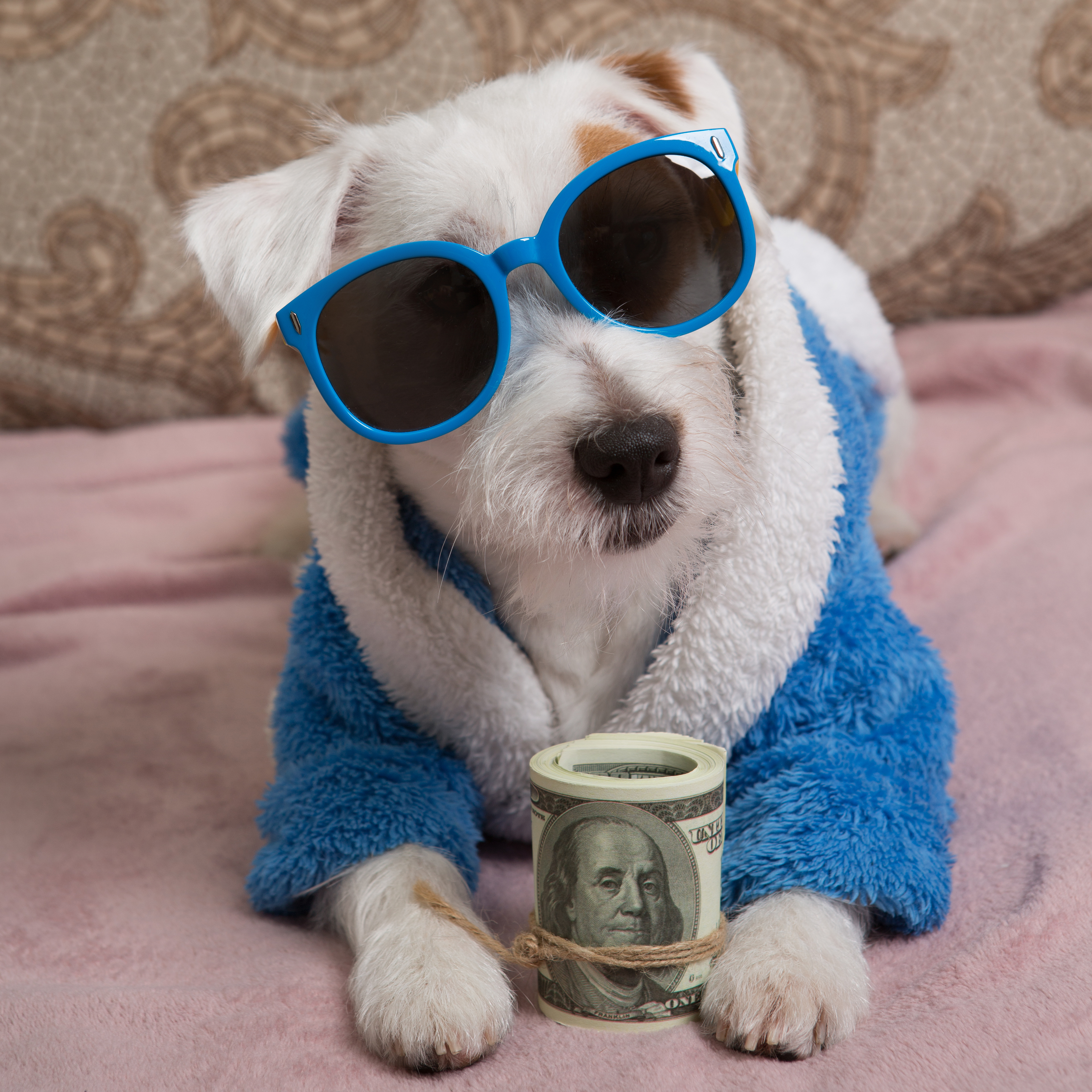 A small dog wears blue sunglasses and a blue hooded coat. It lies on a pink blanket, holding a roll of $100 bills tied with a brown string