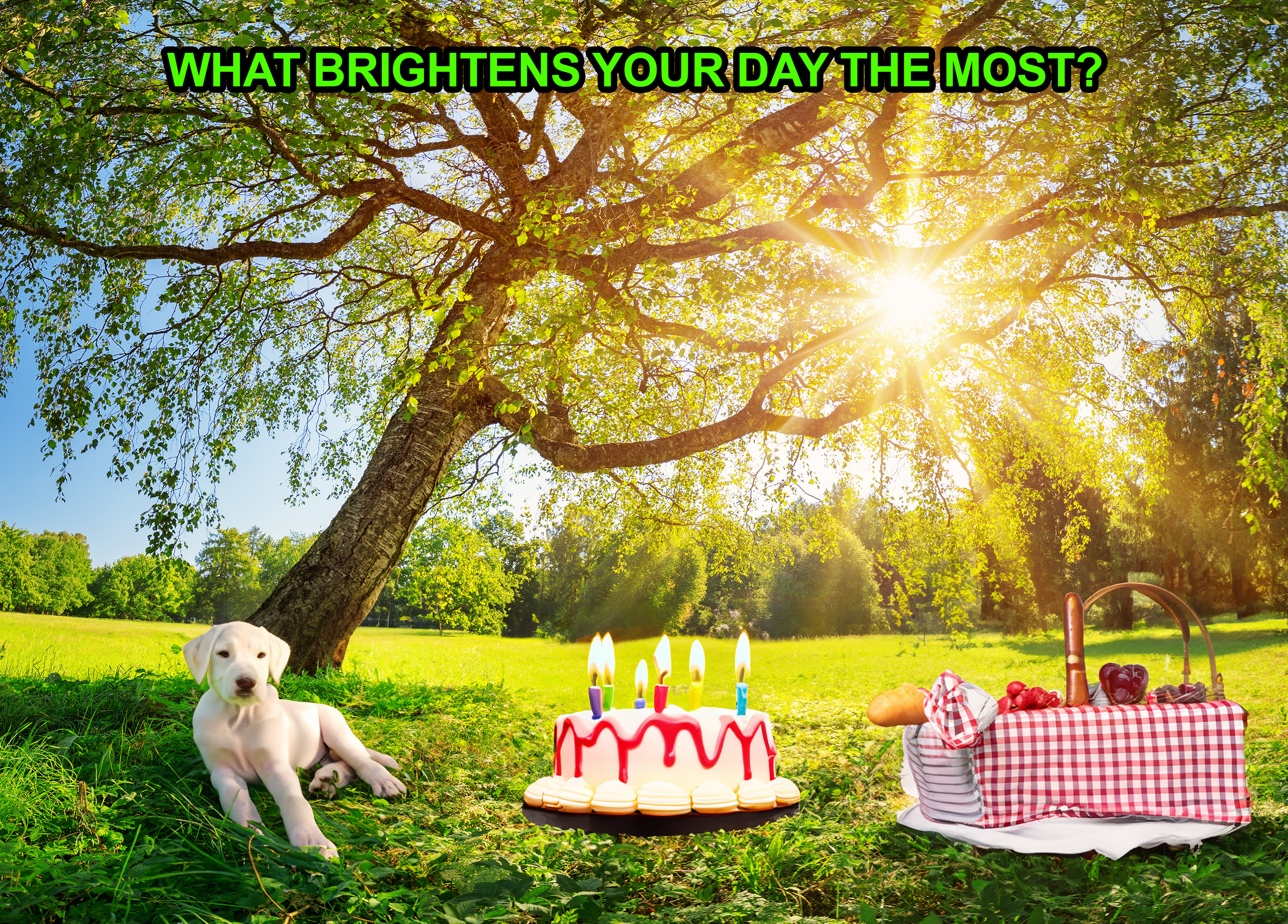 A puppy sits beside a birthday cake with lit candles and a picnic basket under a tree in a sunny field. Text reads, "What brightens your day the most?"