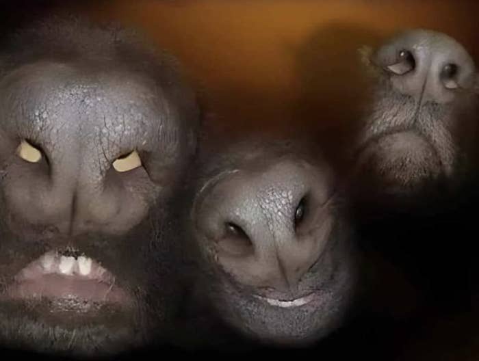 Three faces with distorted features resembling animals, giving a bizarre and surreal appearance. Unknown who they are