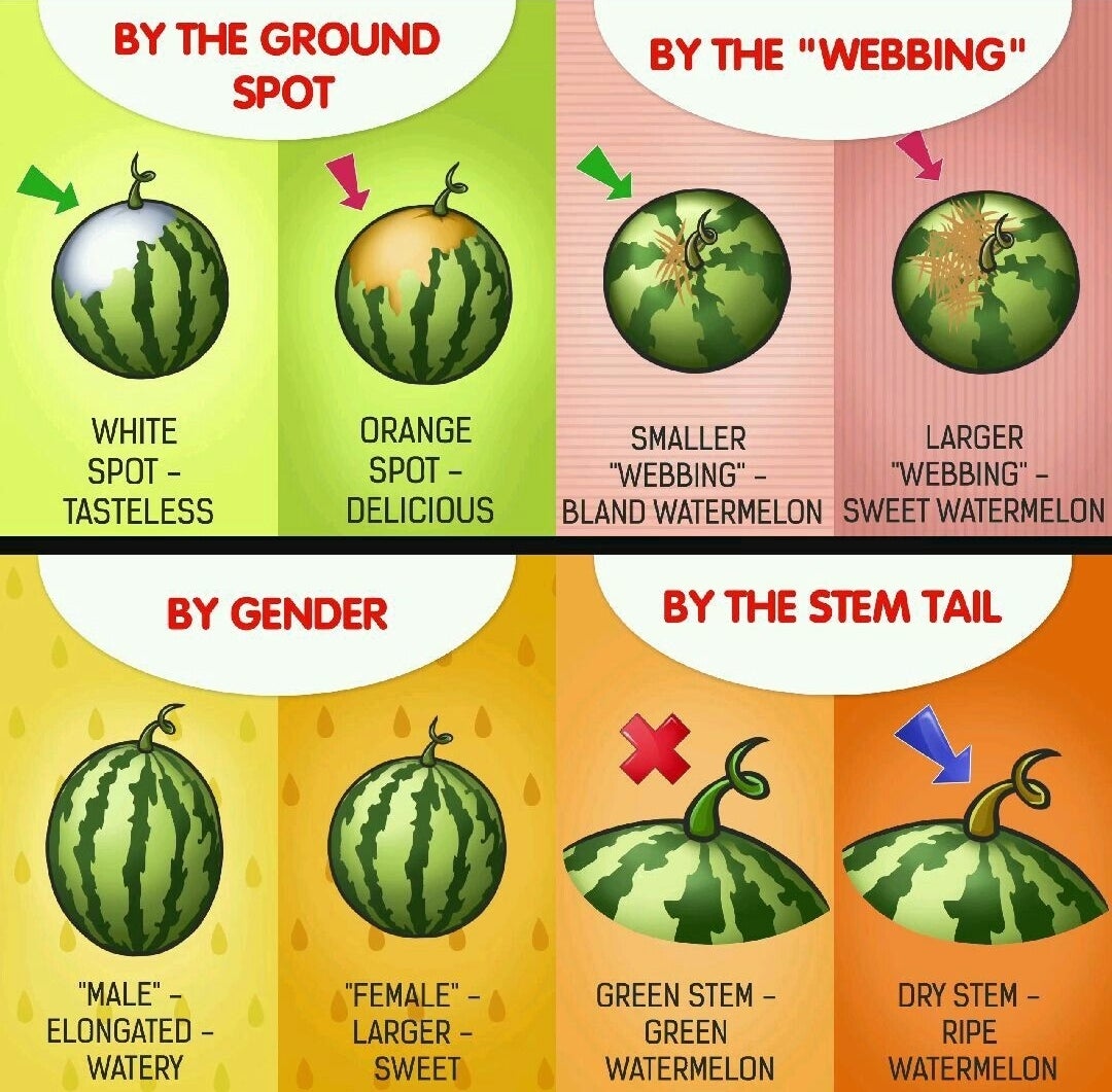 Infographic on how to select a ripe watermelon based on ground spot, webbing, gender, and stem tail