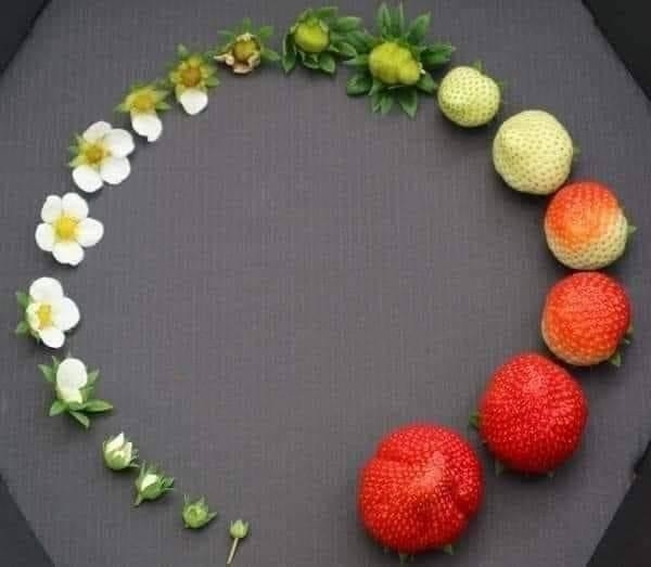 The image shows the life cycle of a strawberry, from tiny budding flowers to fully ripened strawberries arranged in a circular sequence