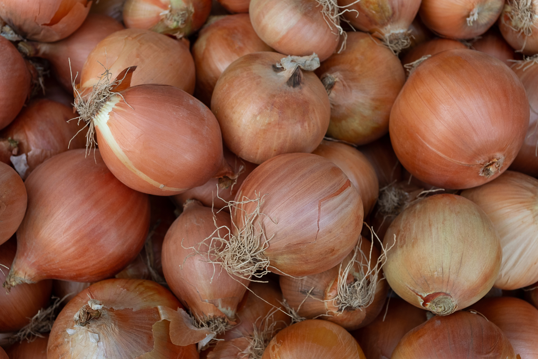 A pile of brown onions with roots attached