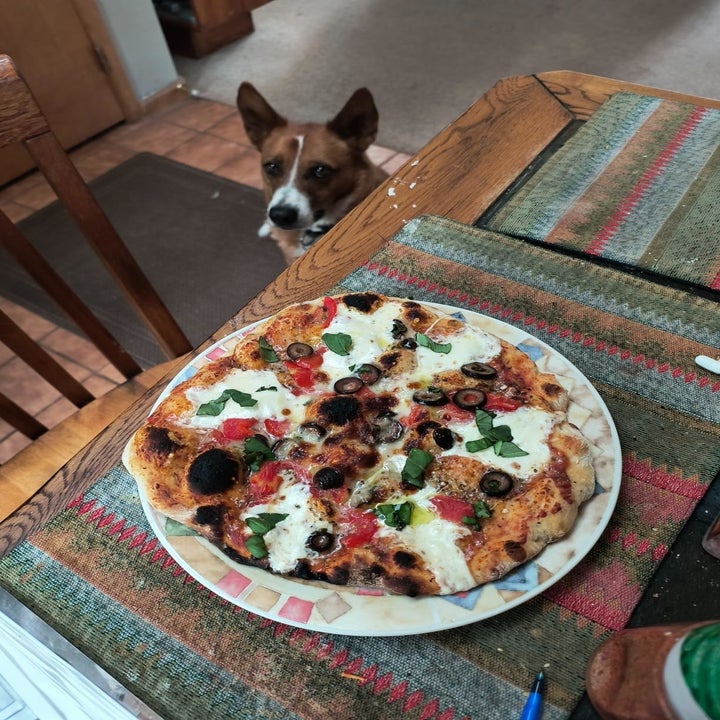 A homemade pizza with olives, cheese, and basil on a plate sits on a table. A dog is looking up at the pizza from the floor