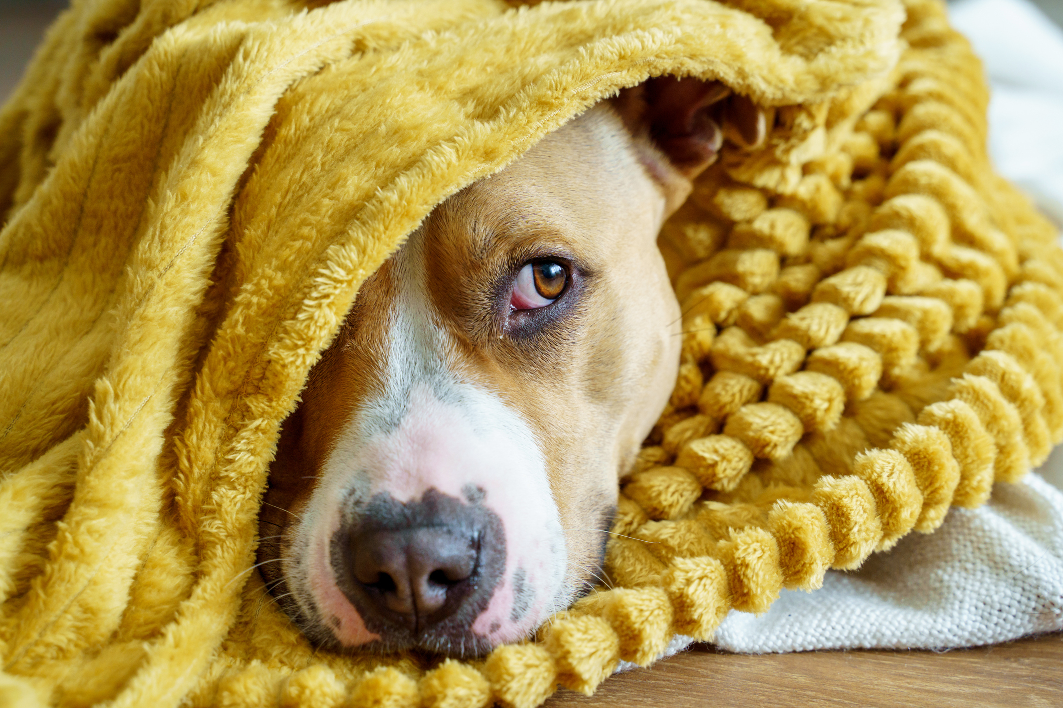 A dog with a white and brown face is peeking out from under a textured yellow blanket. The dog's expression appears calm yet slightly curious