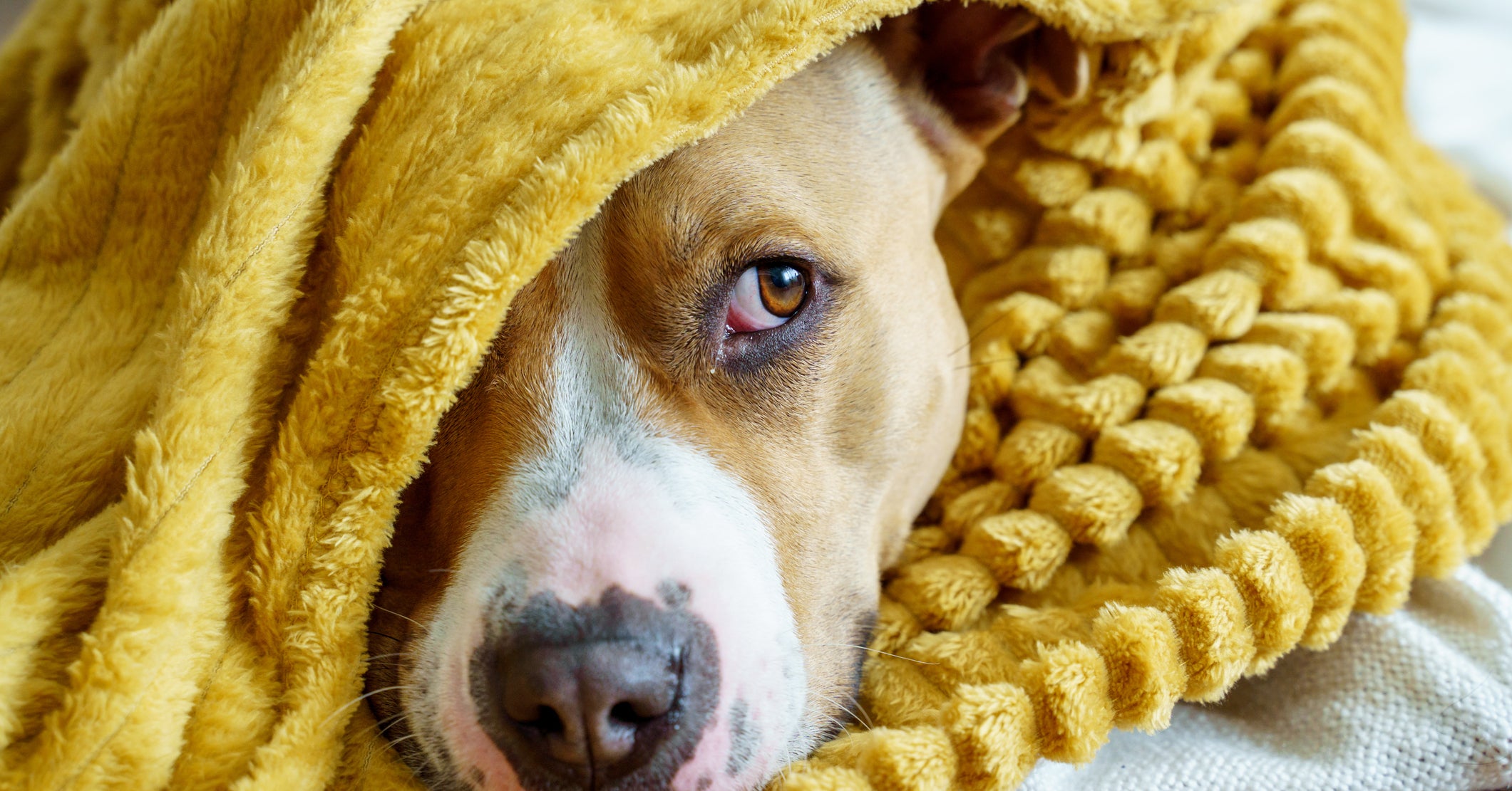 Older Short-Haired Female Dog Cancer Symptoms And Risk preview