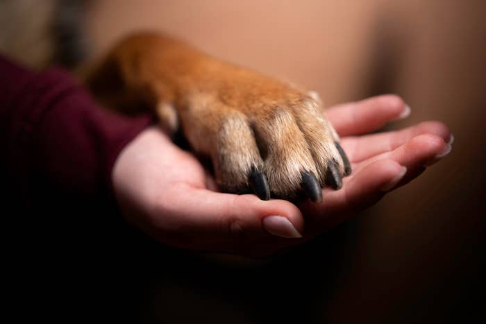 A human hand gently holds a dog's paw, conveying a bond between the person and the animal. The dog's paw is resting comfortably in the human's palm