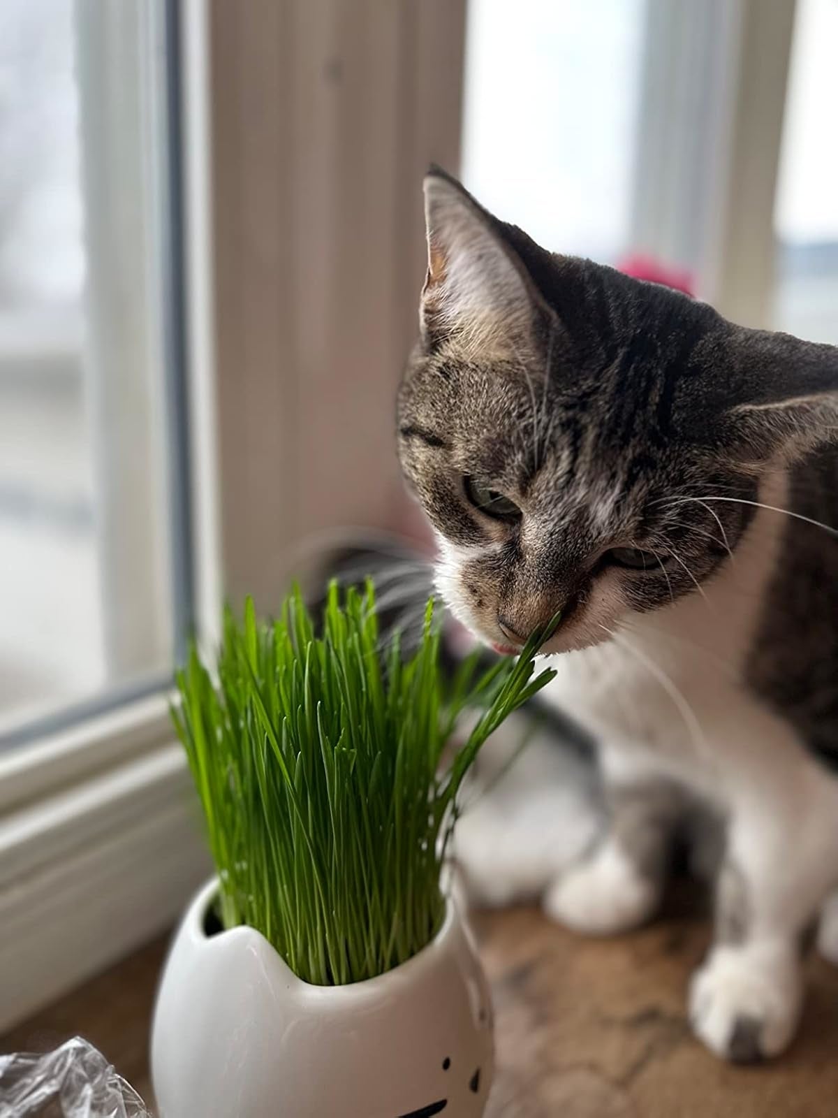 A cat sniffs grass in a cat-shaped planter on a windowsill, with a blurred window view in the background