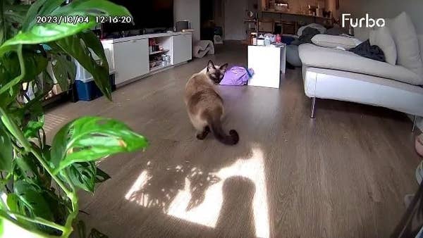 A cat is seated on the floor of a living room, with a couch and a TV stand visible in the background. Timestamp reads 2023/10/04 12:16:20