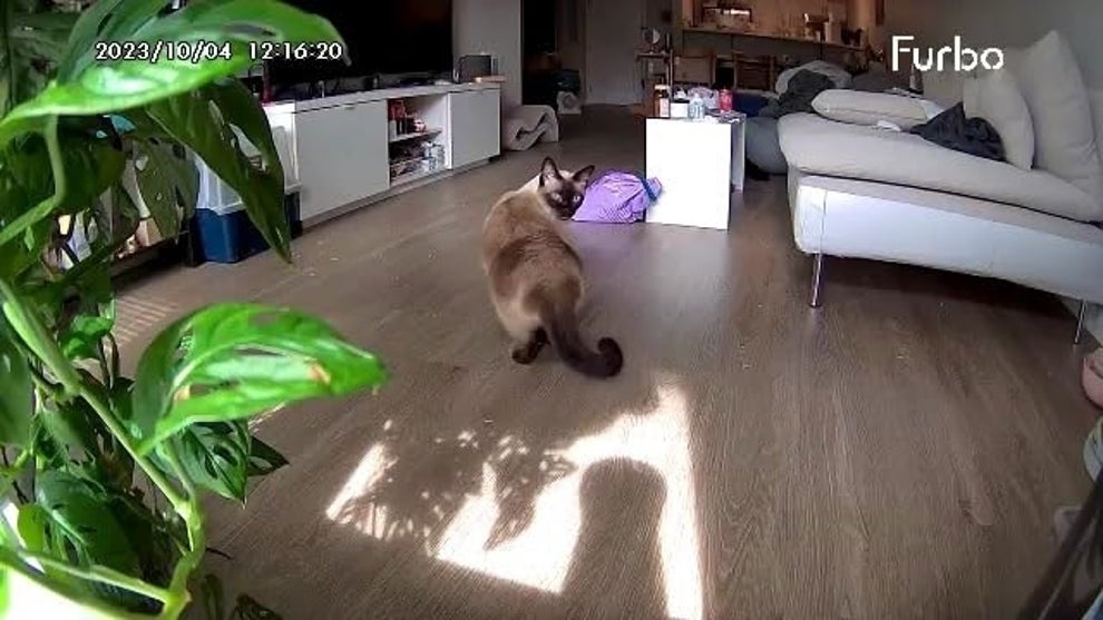 As Someone With Multiple Cats, Here Are The Fall Prime Day Pet Deals I Think You Don't Want To Miss (4) As Someone With Multiple Cats, Here Are The Fall Prime Day Pet Deals I Think You Don't Want To Miss (4)