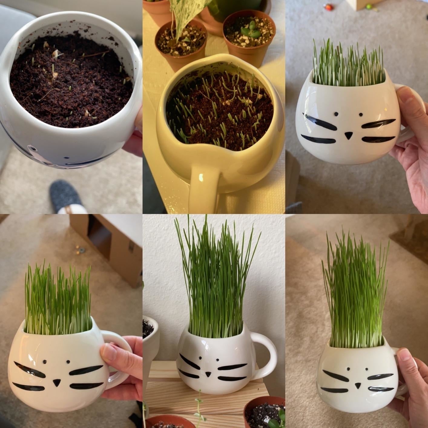 A white cat-faced plant pot showing the growth progress of greenery from soil to tall sprouts in multiple stages. No text in the image