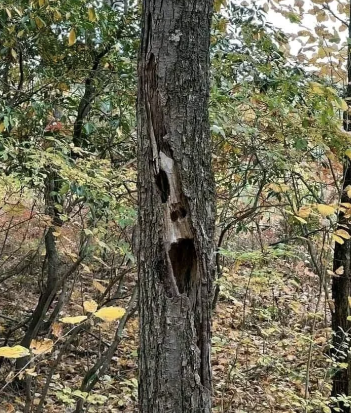 A tree with a naturally formed piece of wood that resembles a human face in a forest setting during fall