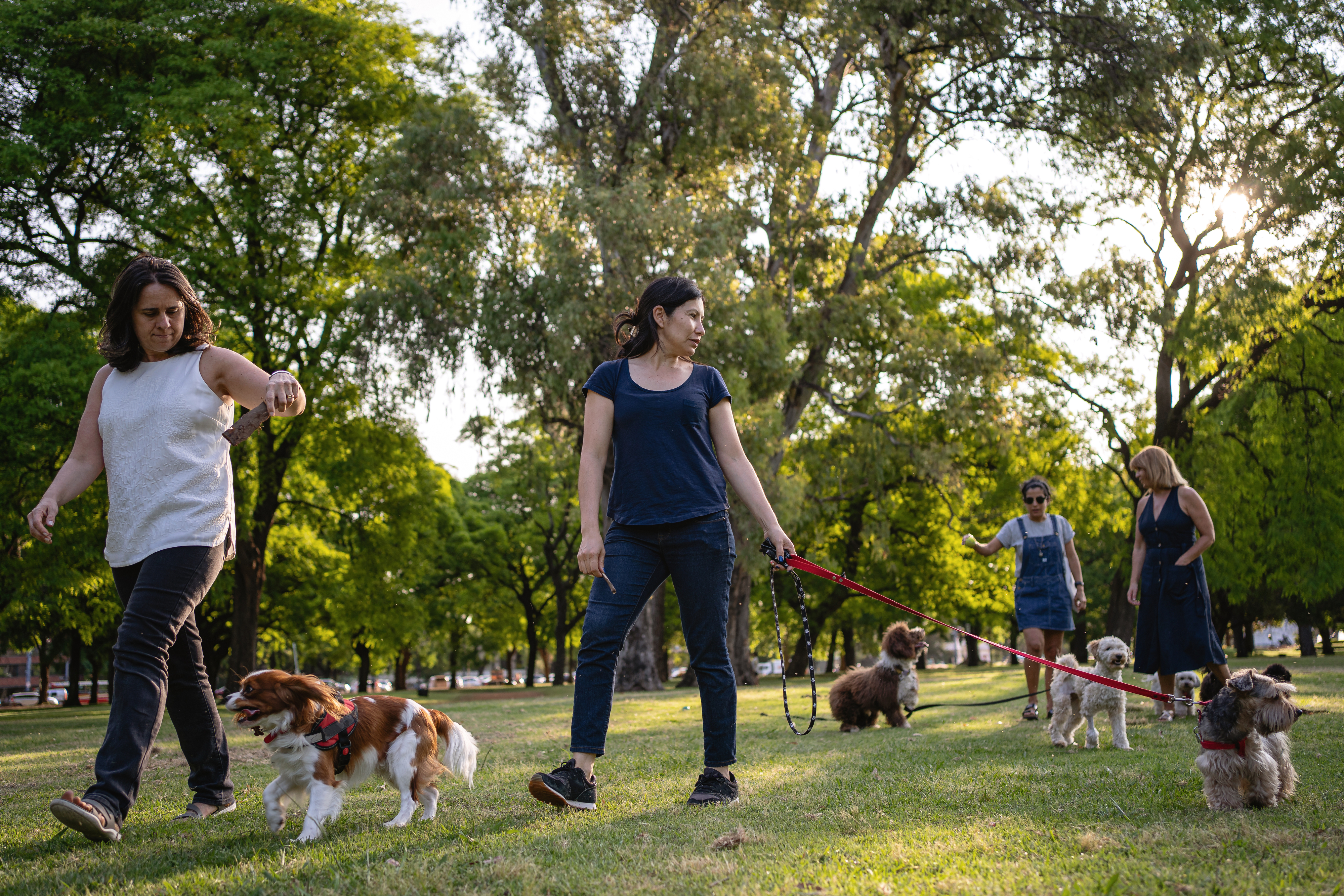 Several people walking their dogs in a park, enjoying the outdoors on a sunny day