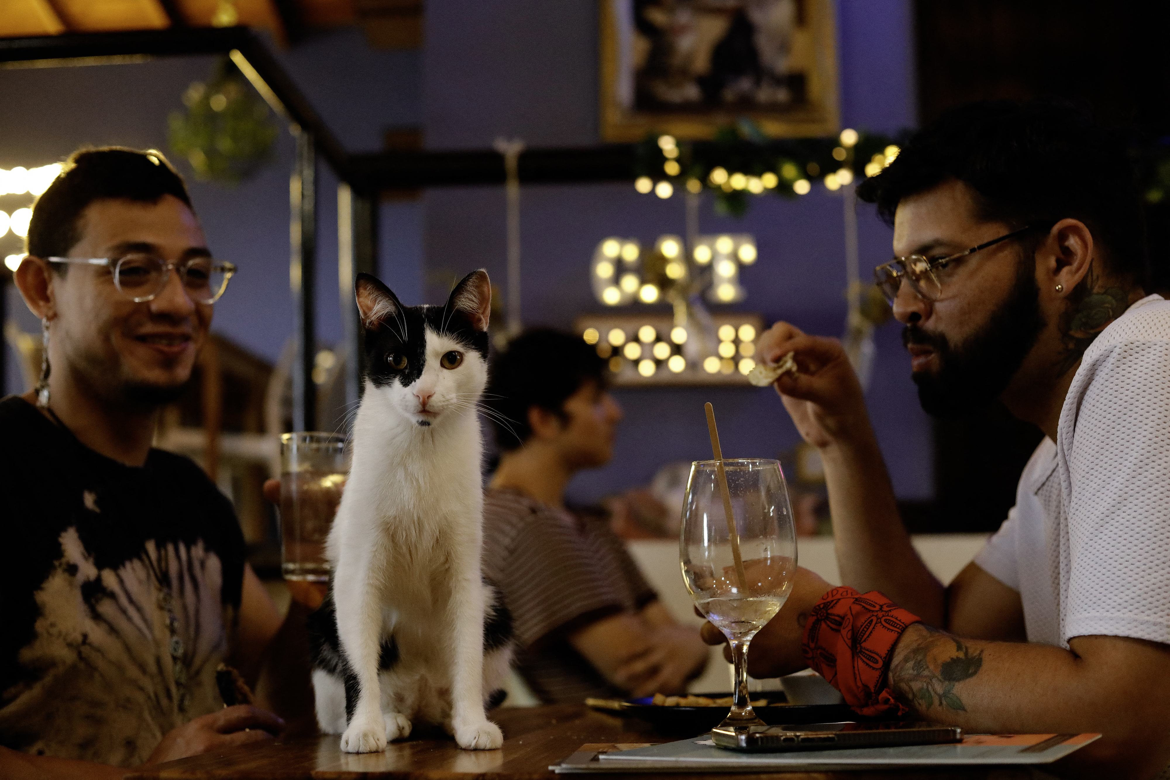 A cat sits on a table between two people casually dining in a cozy restaurant