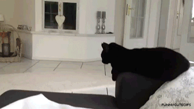 A black cat leaps from the backrest of a couch to a window ledge in a modern, white room