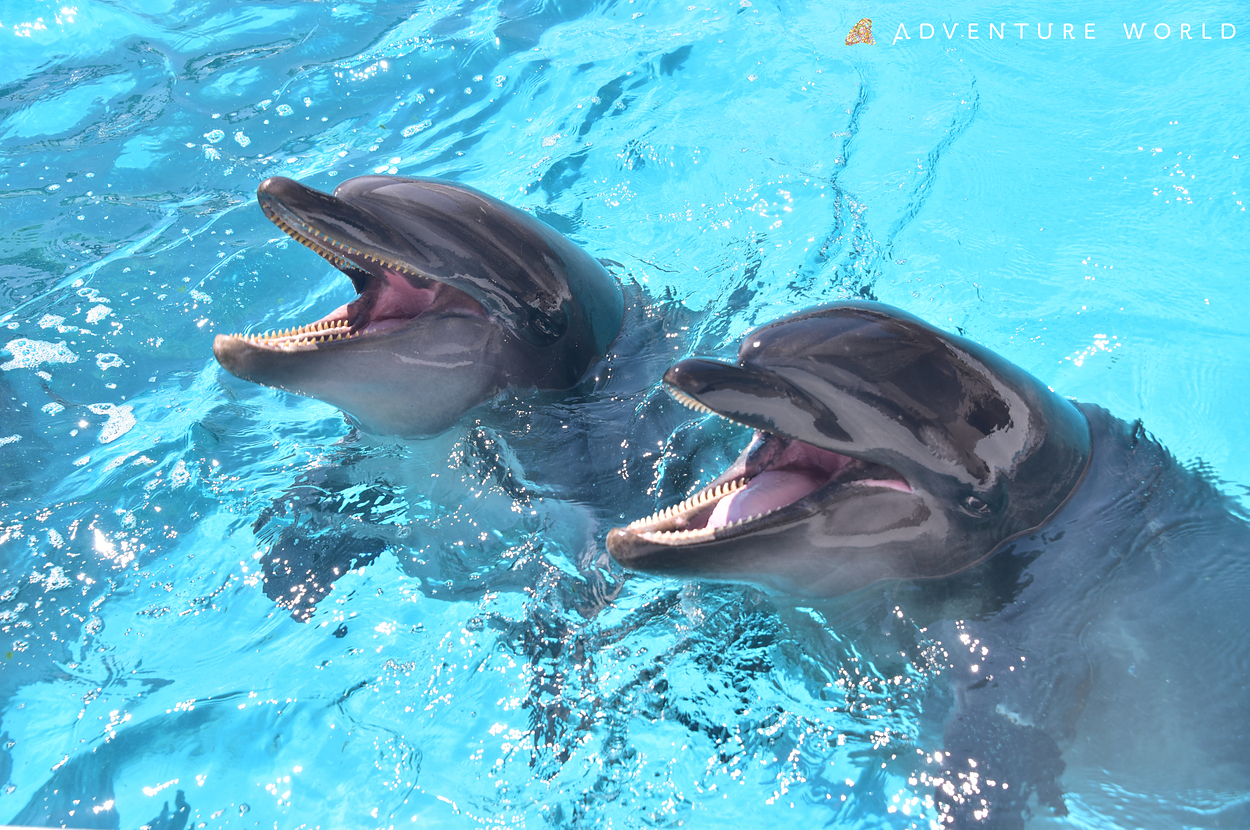 画像提供アドベンチャーワールド