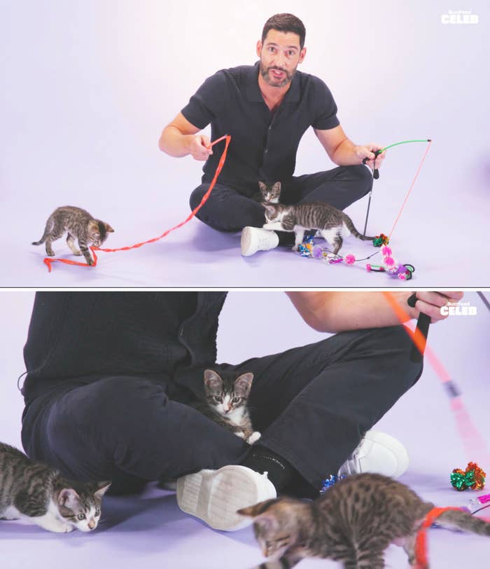 Tom Ellis plays with kittens using cat toys while seated on the floor