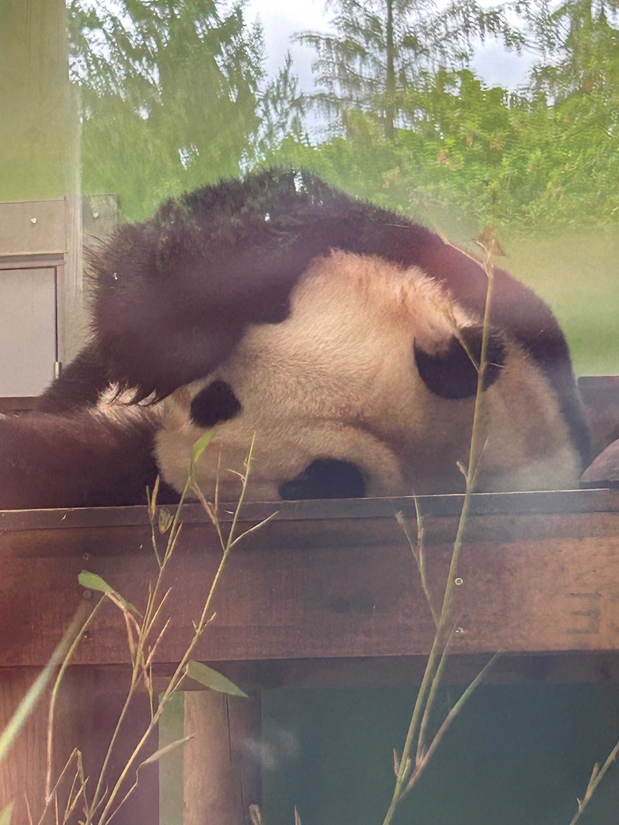 A giant panda resting on a wooden platform, viewed through glass and surrounded by vegetation