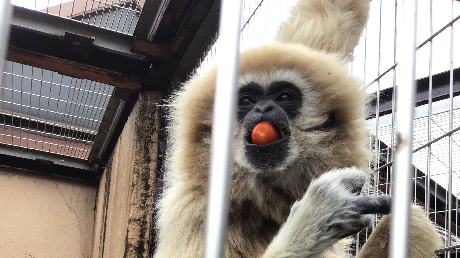 ミニトマトをくわえるシロテナガザル